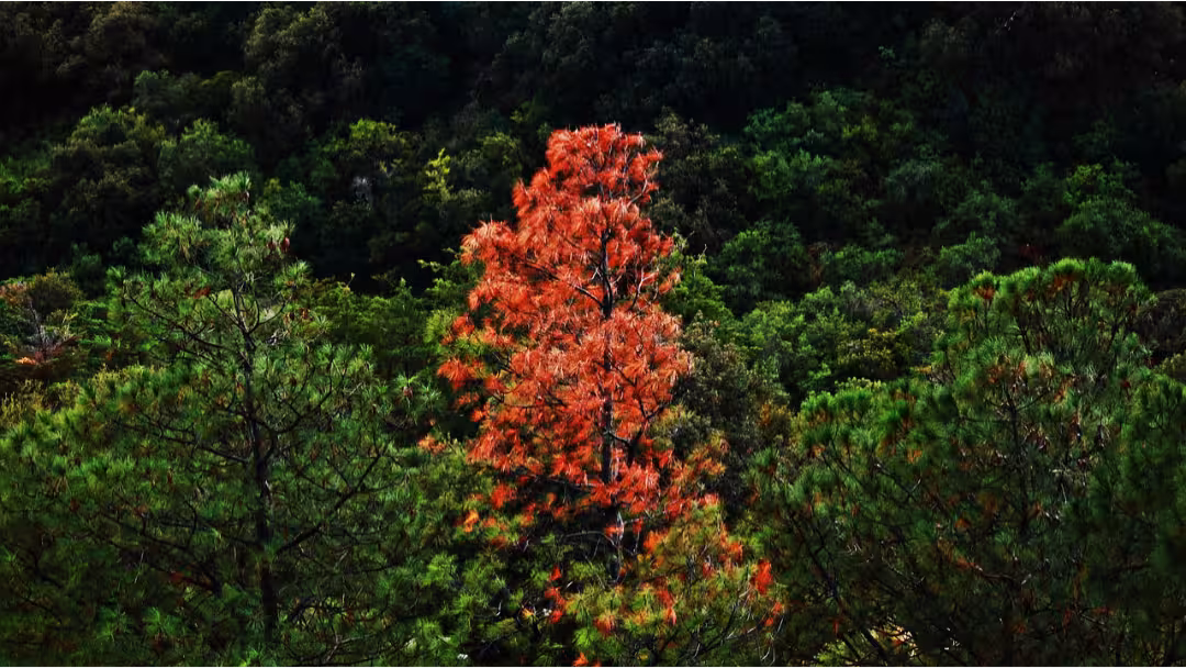 Un arbre fleuri au milieu d'une forêt